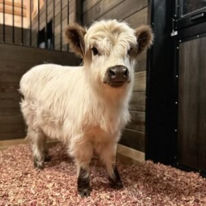 Buttercup