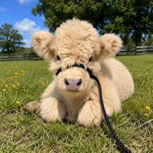 Teddy