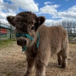 Blossom Mini Highland Cow