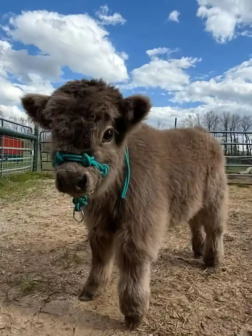 Fluffy grey-brown highland cow mini for sale named Blossom wearing a teal halter outdoors
