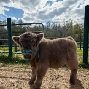 Blossom Mini Highland Cow