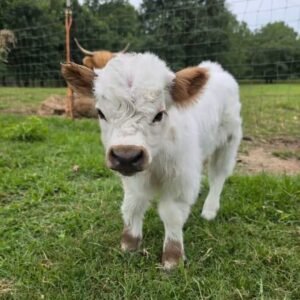 Hallie Mini Highland Cow