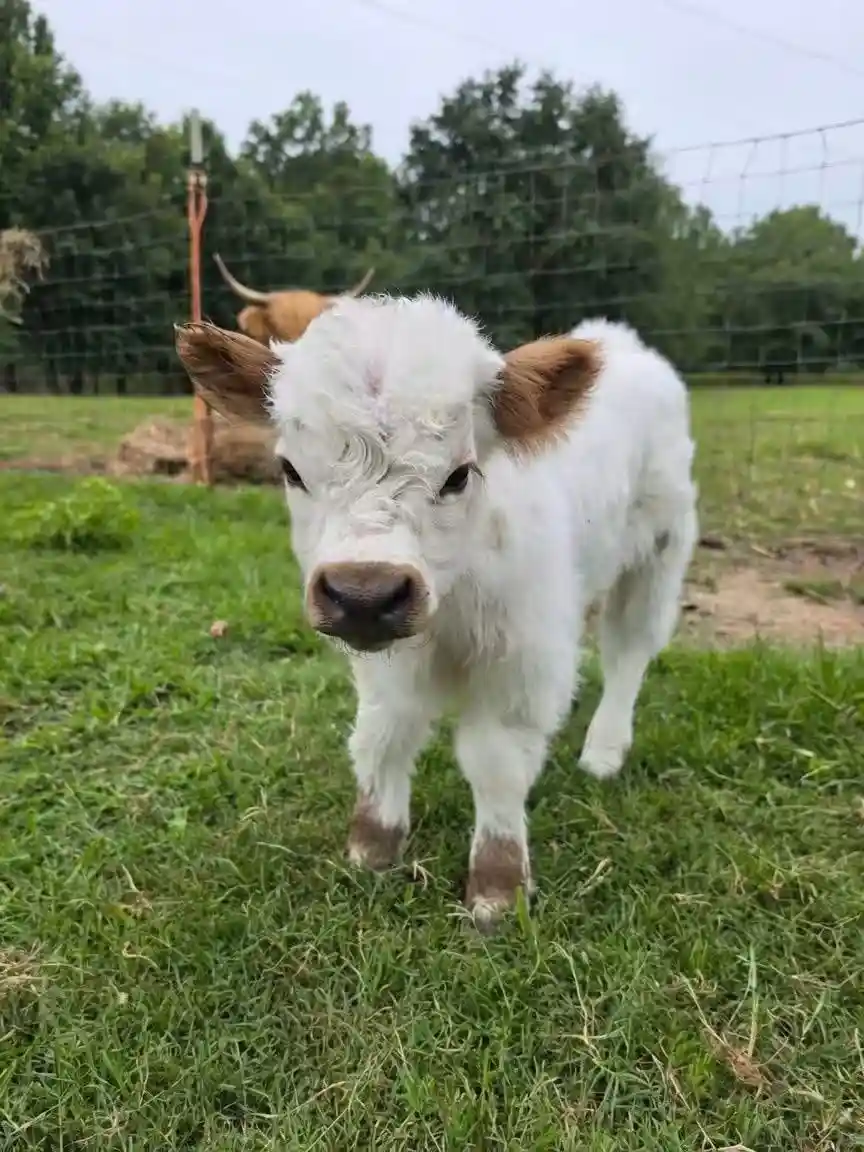Fluffy white highland mini cow for sale named Hallie in a pasture