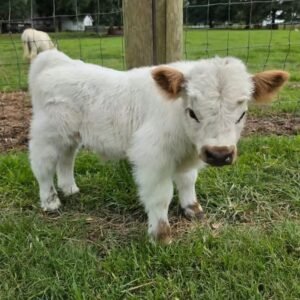 Hallie Mini Highland Cow