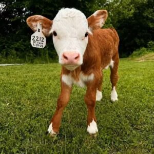 Willow Mini Highland Cow