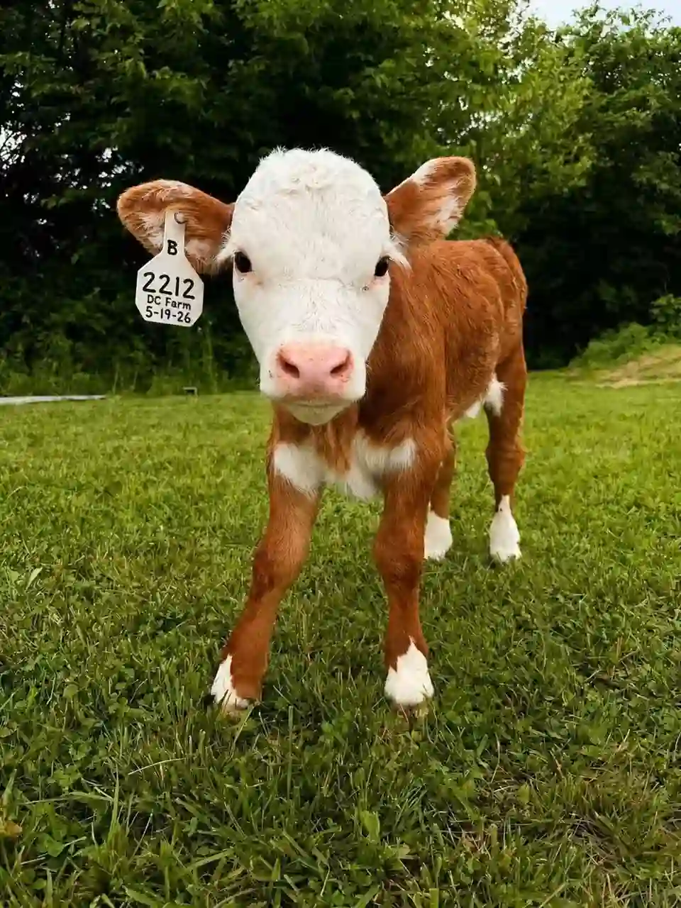 hereford-calves-for-sale-white-faced-calf-in-pasture