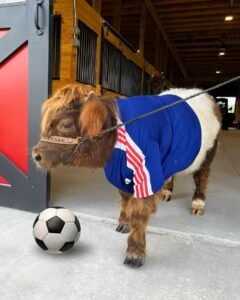 Read more about the article Micro Teacup Mini Highland Cow: Size, Price & Care Guide