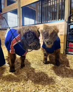 Read more about the article How Much is a Highland Cow? 2026 Price & Ownership Guide