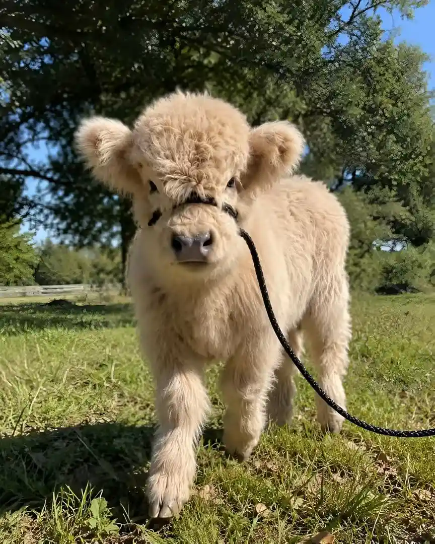 Fluffy cream-colored highland cow mini named Teddy walking forward on a black lead rope