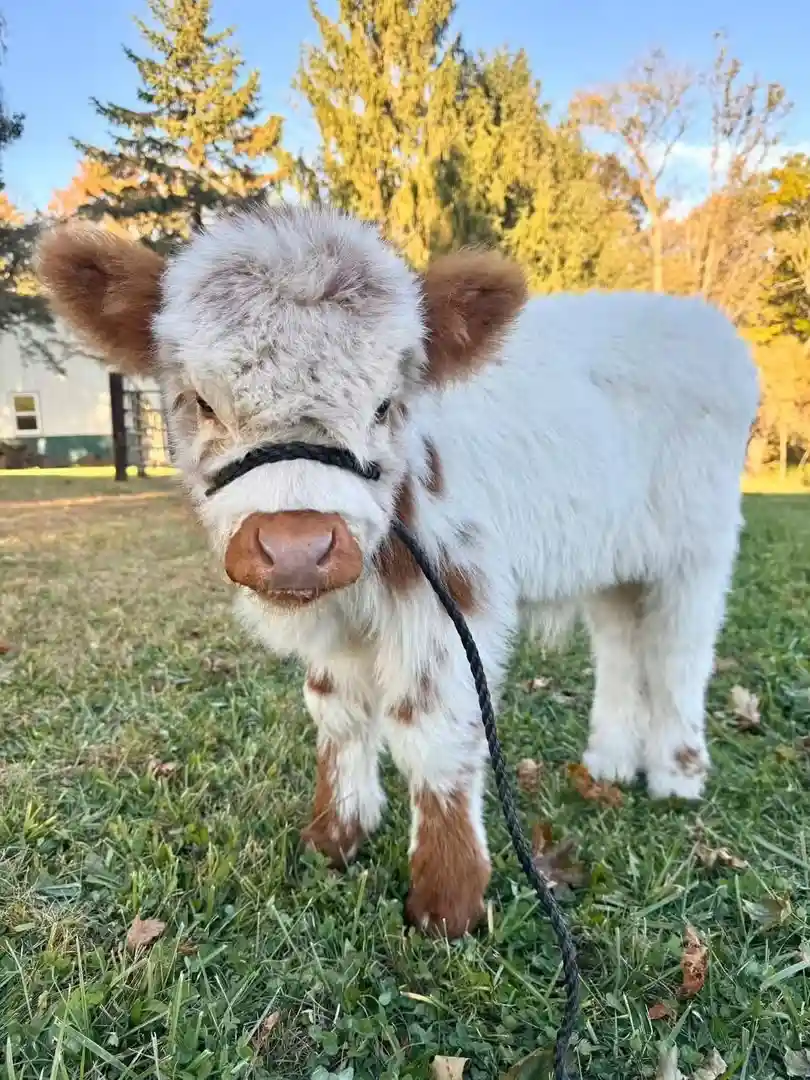 Fluffy white and brown speckled highland mini cow named Hazel standing in a green field