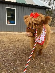 Read more about the article Pet Cow: Can Cows Be Pets? Best Breeds & Care Guide