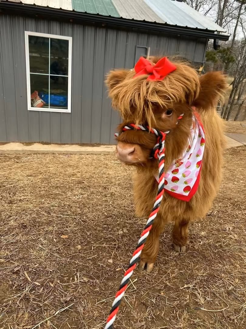 Read more about the article Pet Cow: Can Cows Be Pets? Best Breeds & Care Guide