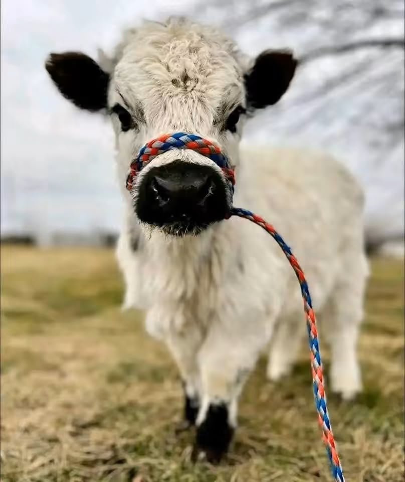 Fluffy white and black micro mini highland cow named Brodie wearing a colorful rope halter outdoors