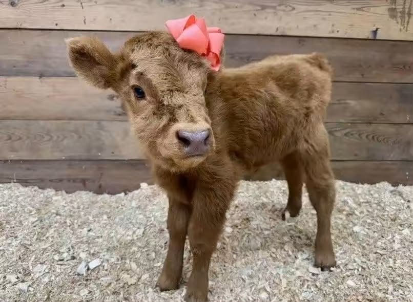 Fluffy brown micro mini highland cows for sale named Bramble wearing a pink bow on her head