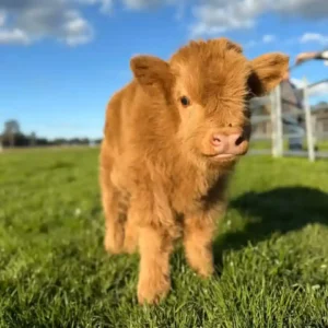 Hamish
