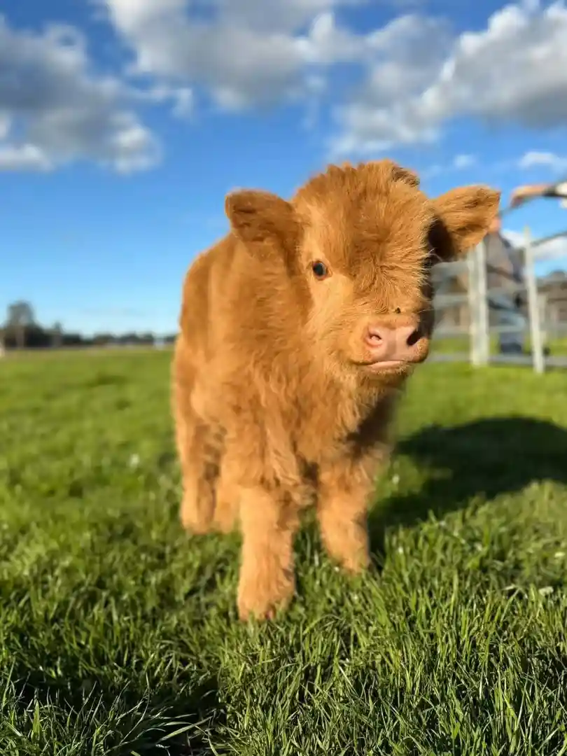 Fluffy golden red micro mini highland cow for sale named Hamish standing in a sunny pasture