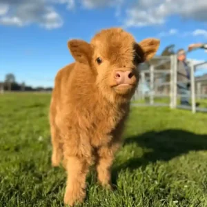 Hamish
