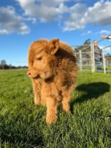 Read more about the article Fluffy Cow: What They Are, Breeds, Price & Care Guide