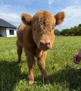 Read more about the article Mini Highland Cow: The Complete Guide to This Adorable Breed