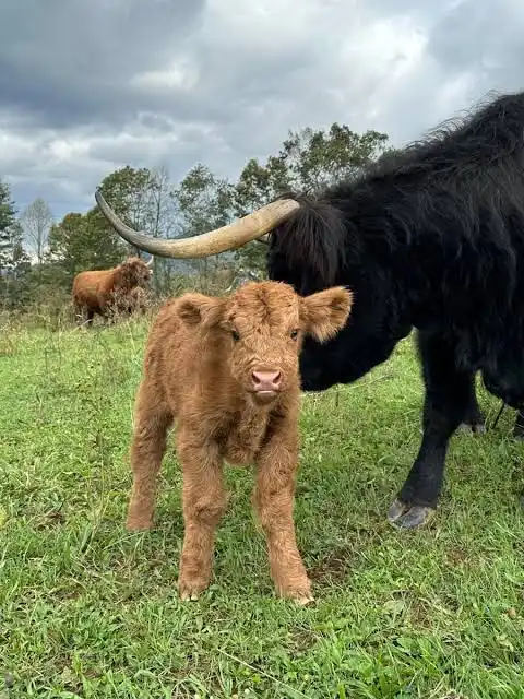Read more about the article Baby Highland Cow Guide: Care, Cost, and Facts About Fluffy Calves