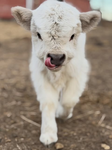 Read more about the article White Highland Cow: Rare Coat, Genetics & Buyer’s Guide